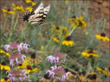 In Flight