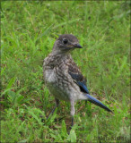 Bluebird Baby Male