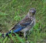 Baby Bluebird - Male