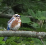 Baby Bluebird Changing Feathers