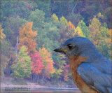 Autumn Comes for the Bluebird