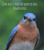 Bluebirdstar