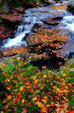 D3B_3675nx.JPG