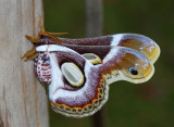 White Ringed Atlas Moth - Chicamba Dam Mozambique.jpg