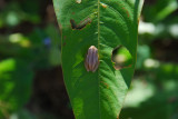 DSC_1912 - Tree Frog - Mozambique.JPG