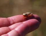 DSC_1915 - Tree Frog - Mozambique.JPG