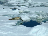 Crabeater Seal - Port Lockroy Antarctic Peninsula.JPG