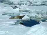 Crabeater Seal - Port Lockroy Antarctic Peninsula.JPG