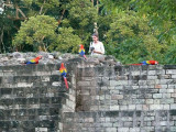 P1000560 - Macaws - Copan Honduras.JPG