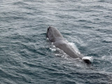 P1020715 - Sperm whale - Chile.jpg