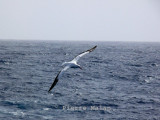Royal Albatross - Drake passage copy.jpg