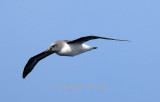 Grey-headed albatross - Drake passage copy.jpg
