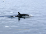 Killer Whale - Lemaire Channel Antarctic Peninsula copy.jpg