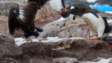 Gentoo penguin chasing off a marauding Skua. Port Lockroy