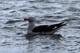 Dolphin Gull