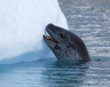 Leopard Seal gnawing at iceberg