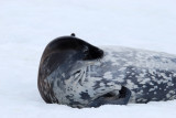 Weddell Seal