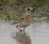 kenpipare ♀ (ssp crassirostris )