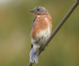 Östsialia / Eastern Bluebird