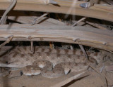 Hornvipera (Horned Viper)