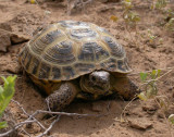 Horsfields Turtle