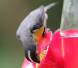 Bananaquit 3651.JPG