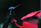 Purple-throated Mountain-Gem 3722.JPG