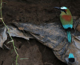 Turquoise-browed Motmot 4532.JPG