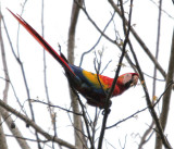 Scarlet Macaw 4551.JPG