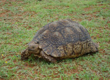 Leopard Tortoise 02394.JPG