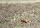 Yellow Mongoose_0365.JPG