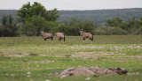 Gemsbok_0370.JPG