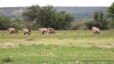 Gemsbok_0373.JPG