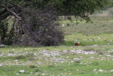 Slender Mongoose_0375.JPG