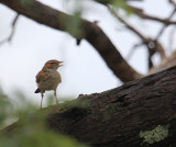 Fawn-coloured Lark_0730.JPG