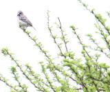 Scaly-feathered Finch_1549.JPG