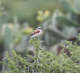 Red-backed Shrike_2056.JPG