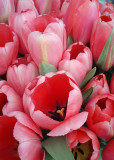 Market Tulips