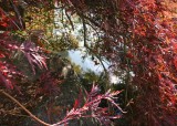 21 Pond Through Fall Maple