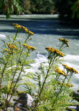 04 Tansy by Nooksack River