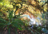 25 Early Fall Maple Cave by the Pond