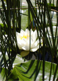 24 White Lotus in Reeds