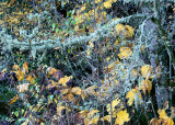 11 Lichen and Fall Leaves
