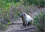 Marmot on the Trail