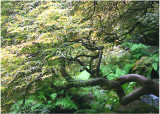 42 Kubota Summer Maple 1