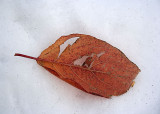 Snow Cushion for a Dying Leaf