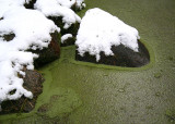 Winter by the Pond