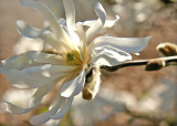 28 Star Magnolia