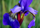 19 Blue Iris