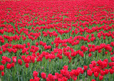 20 Red Skagit Tulip Field